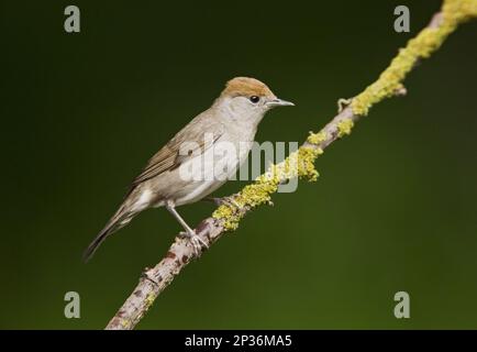 Blackcap, Blackcap (Sylvia atricapilla), oiseaux chanteurs, animaux, oiseaux, Blackcap adulte femelle, perchée sur une branche dans les bois, Debrecen, Hongrie Banque D'Images