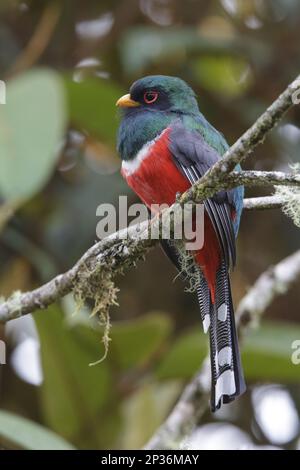 Trogon à col (Trogon collaris) adulte mâle, perché sur la branche, San Isidro, Andes, province de Napo, Équateur Banque D'Images