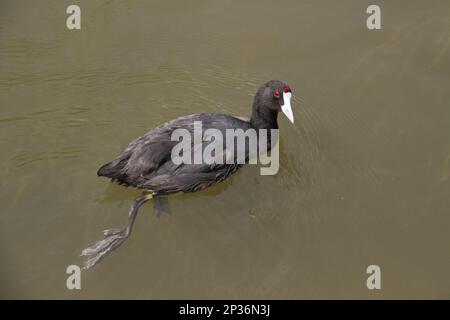 Coot eurasien à bouton rouge (Fulica cristata) adulte, baignade, Majorque, Iles Baléares, Espagne, Juin, Rallen, animaux, oiseaux Banque D'Images