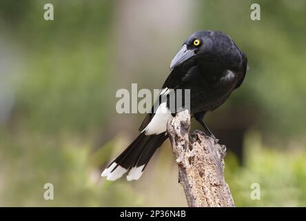 Pied Currawong (streppera granculina) adulte, perchée en rondins, Lamington N.P., Queensland, Australie Banque D'Images