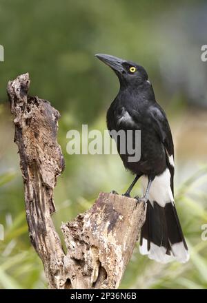 Pied Currawong (streppera granculina) adulte, perchée en rondins, Lamington N.P., Queensland, Australie Banque D'Images