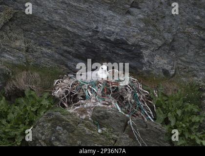 Fulmar du Nord (Fulmarus glacialis) adulte, assis au nid, avec des matériaux de nidification fabriqués à l'homme, Unst, Shetland Islands, Écosse, Royaume-Uni Banque D'Images