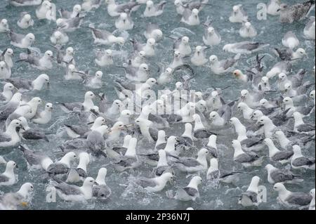 Le troupeau de Fulmar du Nord (Fulmarus glacialis) se nourrit de l'outfall de l'usine de transformation du poisson, Grundarfjordur, Snaefellsnes, Vesturland, Islande Banque D'Images