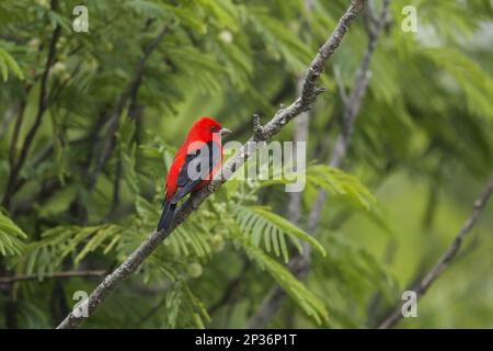 Scarlet tanager (Piranga olivacea) adulte, plumes reproductrices, perchée sur la branche pendant la migration, côte du Golfe, utricularia ochroleuca (U.) (U.) S. A. Banque D'Images