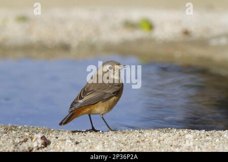 Redstart (Phoenicurus phoenicurus) adulte femelle, juvénile, migrant d'automne, debout au bord de la piscine à boire, Castilla y Leon, Espagne Banque D'Images
