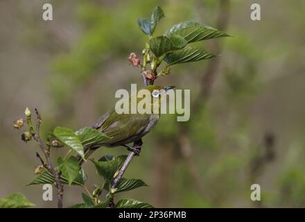 Japon japonais œil blanc (Zosterops japonicus) adulte, assis sur une branche, Hahajima, îles Ogagawara, Japon Banque D'Images