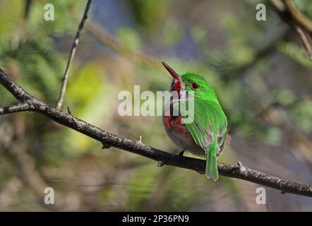 Tody à bec large (Todus subulatus) adulte, perchée sur une branche, montagnes Bahoruco N. P. République dominicaine Banque D'Images