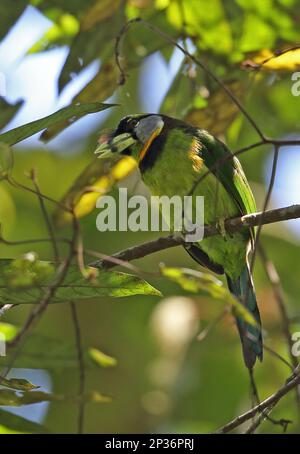 Barbet touffeté au feu (Psilopogon pyrolophus) adulte, perchée sur la branche, Kerinci Seblat N. P. Sumatra, îles de la Grande Sunda, Indonésie Banque D'Images