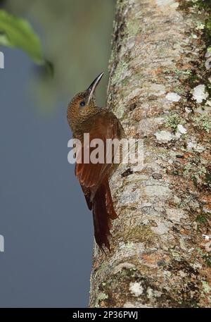 Ragrande-botte barrée du Nord (Dendrocolaptes sanctutithomae sanctutithomae) adulte, accroché au tronc des arbres, Panacam, Honduras Banque D'Images