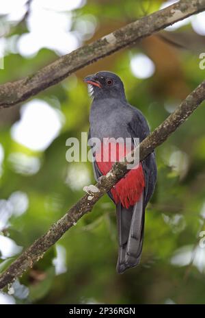 Trogon à queue de Slaty (Trogon massena hoffmanni), femelle adulte, assis sur une branche, Pipeline Road, Panama Banque D'Images