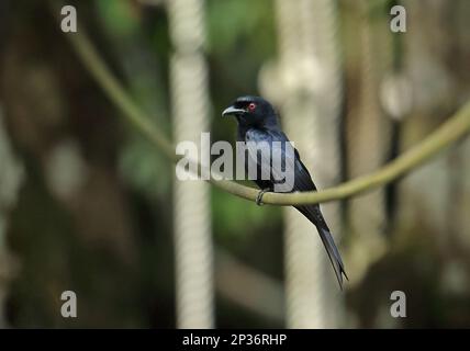 Drongo à dos de velours (Dicrurus pumimus atactus), adulte, pris au câble, Kakum N. P. Ghana Banque D'Images