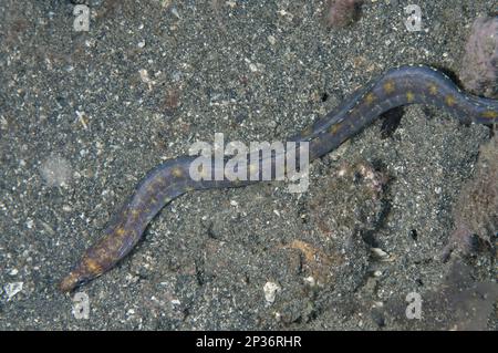 Moray de Reeve (Gymnothorax reevesii) adulte, sur sable noir, Retak Larry, détroit de Lembeh, Sulawesi, Îles de la grande Sunda, Indonésie Banque D'Images