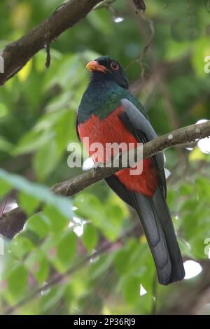 Trogon à queue de Slaty (Trogon massena), homme adulte, assis sur une branche, près de la rivière Sarapiqui, au Costa Rica Banque D'Images