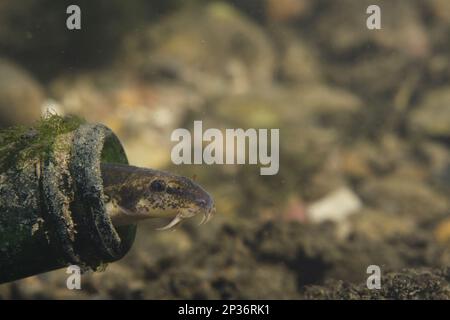 Stone Loach (Noemacheilus barbatulus) adulte, placé dans une bouteille de verre sur le lit de la rivière Trent, Nottingham, Notighamshire, Angleterre, Royaume-Uni Banque D'Images