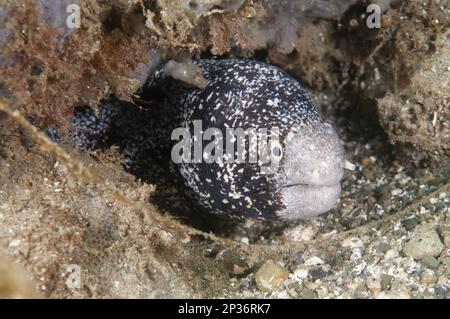 Anguille moray étoile, anguille moray étoile, anguille moray étoile, anguille moray étoile, animaux, Autres animaux, poissons, anguilles de Moray, Moray de Snowflake (Echidna nebulosa) Banque D'Images