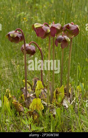 Plante pourpre de Pitcher (Sarracenia purpurea) floraison, croissance en tourbière, Terre-Neuve, Canada Banque D'Images