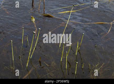 Pipewort à sept angles (Eriocaulon aquaticum) en culture dans le loch d'eau douce, Coll, Inner Hebrides, Écosse, Royaume-Uni Banque D'Images