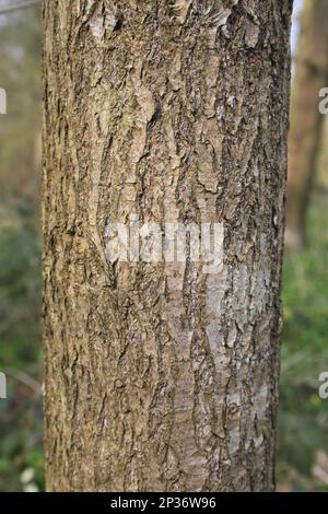 Tupelo noir (Nyssa sylvatica) gros plan du tronc, croissant comme ornement dans les bois, Thornham Estate, Thornham Magna, Suffolk, Angleterre, Royaume-Uni Banque D'Images