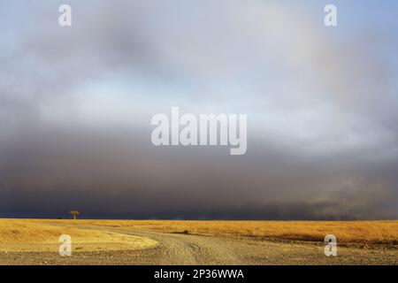 Vue sur l'habitat des prairies avec les nuages de cigognes, OL Pejeta Conservancy, district de Laikipia, Kenya Banque D'Images