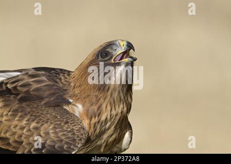 Aigle à tête bombée (Hieraaetus pennatus), mue pâle, gros plan de la tête, boire à la piscine, Castilla y Leon, Espagne Banque D'Images