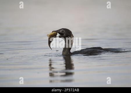 Pygmée Cormorant (Phalacrocorax pygmaeus) adulte, plumage reproductif, avec des proies de poissons dans le bec, natation, Hortobagy N.P., Hongrie Banque D'Images