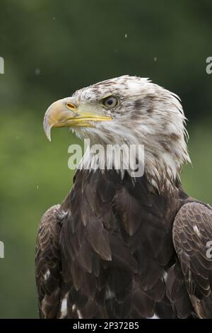 Aigle à tête blanche (Haliaeetus leucocephalus) immature, gros plan de la tête et de la poitrine, sous la pluie (en captivité) Banque D'Images