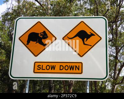 Koala et panneau indiquant le passage à niveau de kangourou, Queensland, Australie Banque D'Images