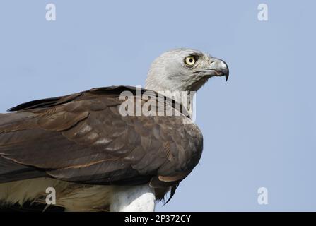 Aigle à tête grise (Ichthyophaga ichthyaetus) adulte, gros plan de la tête, Bundala N.P., Sri Lanka Banque D'Images