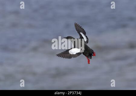 guillemot noir (Cepphus grylle) adulte, plumes reproductrices, en vol au-dessus de la mer, îles Shetland, Écosse, Royaume-Uni Banque D'Images