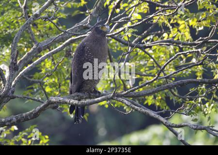 Aigle serpent à tête de lit (Spilornis cheela ricketti) adulte, assis sur une branche, Tsim BEI Tsui, nouveaux territoires, Hong Kong, Chine Banque D'Images