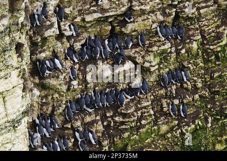 guillemot à fève adulte (Uria aalge), plumage reproducteur, rocheuse de troupeau sur des affleurements rocheux, réserve RSPB de Bempton Cliffs, Bempton, East Yorkshire, Angleterre Banque D'Images