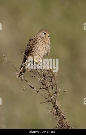 Petite Kestrel (Falco naumanni) adulte, perchée sur des tiges de chardon, Chypre Banque D'Images