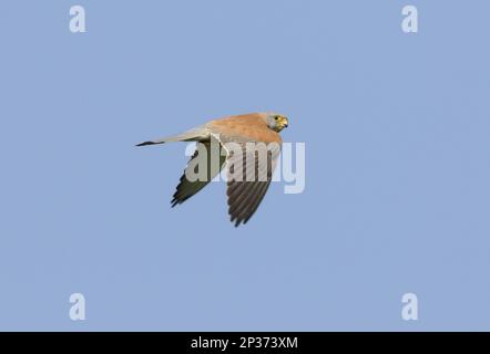 Petit Kestrel (Falco naumanni) adulte mâle, en vol, Lemnos, Grèce Banque D'Images