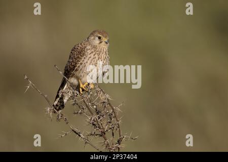 Petite Kestrel (Falco naumanni) adulte, perchée sur des tiges de chardon, Chypre Banque D'Images