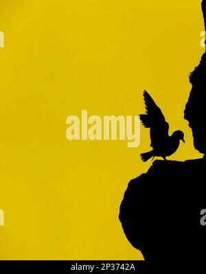 Larus tridactylus, îles hetland, Kittiwake, mouettes, animaux, Oiseaux, Kittiwake à pattes noires (Rissa tridactyla) adulte, avec ailes relevées Banque D'Images