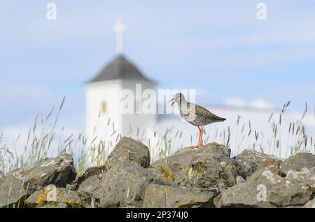 La queue rouge commune (Tringa totanus) adulte, plumage de reproduction, appel, debout sur des rochers, avec église en arrière-plan, île Flatey, Islande Banque D'Images