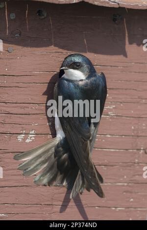 Swallow d'arbre (Tachycineta bicolor) adulte mâle, au nichbox entance, Ontario, Canada Banque D'Images