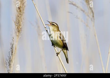 Paruline de carex (Acrocephalus schoenobaenus), oiseaux chanteurs, animaux, oiseaux, Paruline de carie adulte, chant, perchée sur tige de roseau dans le lit reedbed, Hongrie Banque D'Images