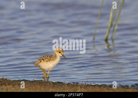 Poussin à ailes noires (Himantopus himantopus), fourrager en eau peu profonde, Castilla y Leon, Espagne Banque D'Images