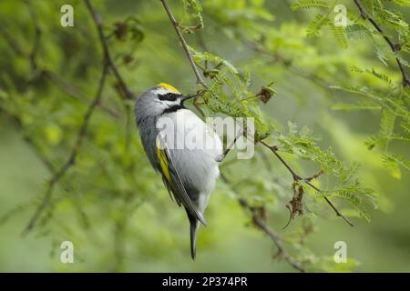 Paruline à ailes dorées (Vermivora chrysoptera) adulte mâle, accroché à la brindille pendant la migration, Gulf Coast, Texas, États-Unis Banque D'Images