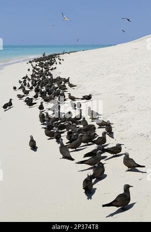 Troupeau de noddy (Anous stolidus), colonie sur la plage, Michaelmas Cay, Michaelmas et Upolu Cays N.P., Grande barrière de corail, Queensland Banque D'Images