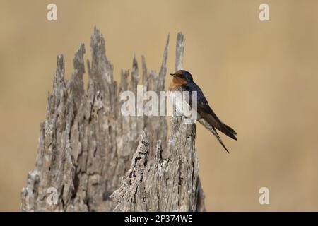 Bienvenue Swallow (Hirundo neoxena) adulte, perché sur une souche d'arbre, Maria Island N. P. Tasmanie, Australie Banque D'Images