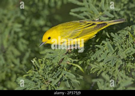 Paruline jaune (Setophaga petéchia) adulte mâle, perchée sur la branche pendant la migration, Gulf Coast, Texas, États-Unis Banque D'Images