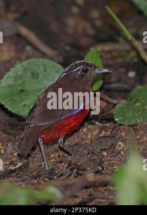 Graceful Pitta (Pitta venusta) adulte, debout sur le fond de la forêt, Kerinci Seblat N. P. Sumatra, îles de la Grande Sunda, Indonésie Banque D'Images