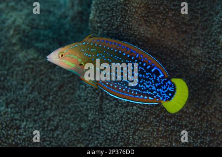 Coris Wrasse (Coris gaimard) immature, Tepekong, Candidasa, Bali, Iles du petit Sunda, Indonésie Banque D'Images