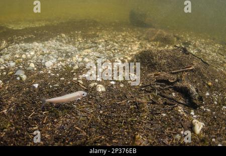 Powan (Coregonus clupeoides) jeune, nageant dans l'habitat du loch d'eau douce, Balhama, Loch Lomond, Loch Lomond et les Trossachs N.P., Stirling Banque D'Images