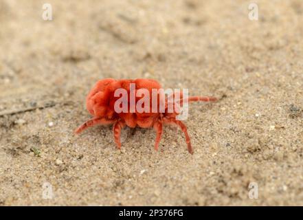 Trombididae, autres animaux, animaux, arachnides, Velvet Mite (Trombidiidae sp.) Adulte, sur terrain sablonneux, Kafue N. P. Zambie Banque D'Images