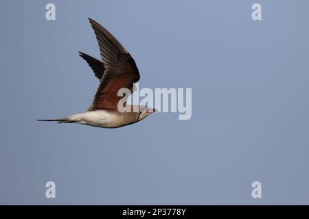 Pratincole (Glareola pratinola) adulte, plumage reproductrice, en vol, Roumanie Banque D'Images