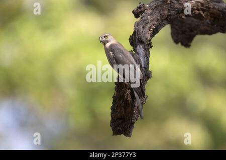 Shikra (Accipiter badius dussumieri) adulte, perché sur la branche, Kanha N.P., Madhya Pradesh, Inde Banque D'Images