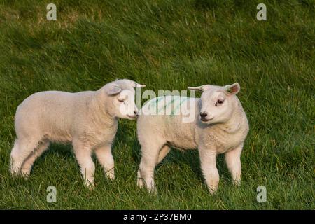 Mouton Texel, agneaux, Texel, pays-Bas Banque D'Images